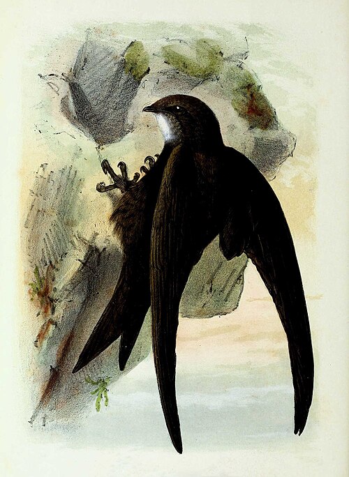 Martinet noir