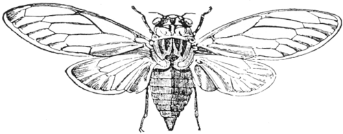 Cigale de l'orne
