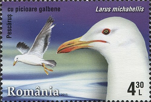 Goéland leucophée