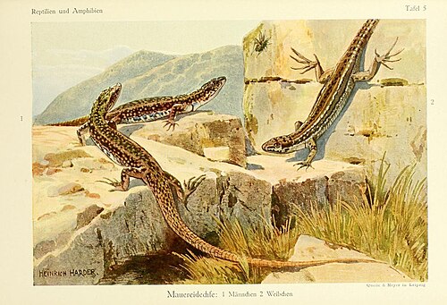 Lézard des murailles